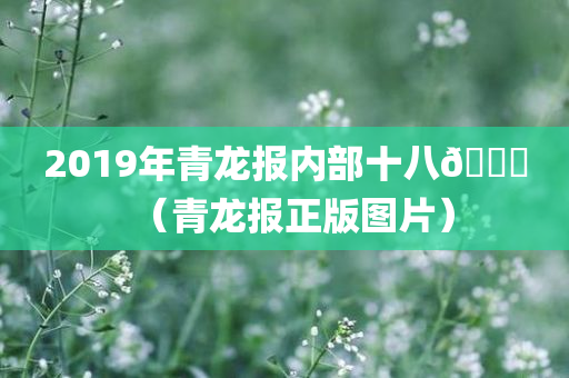 2019年青龙报内部十八🐎（青龙报正版图片）