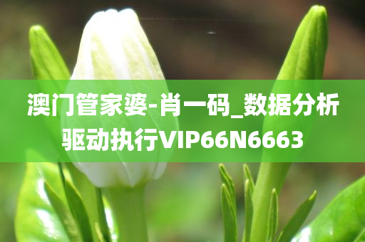 澳门管家婆-肖一码_数据分析驱动执行VIP66N6663