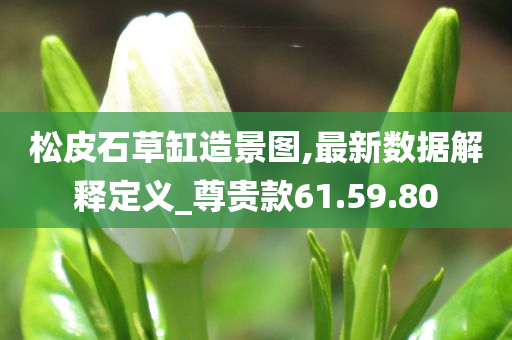 松皮石草缸造景图,最新数据解释定义_尊贵款61.59.80