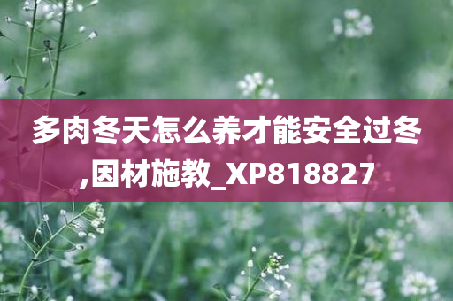 多肉冬天怎么养才能安全过冬,因材施教_XP818827